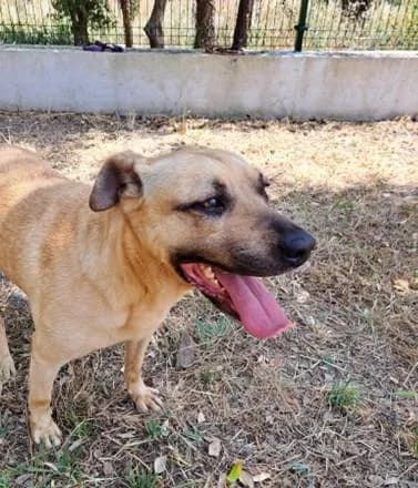 PETIFYC10762 photo 6