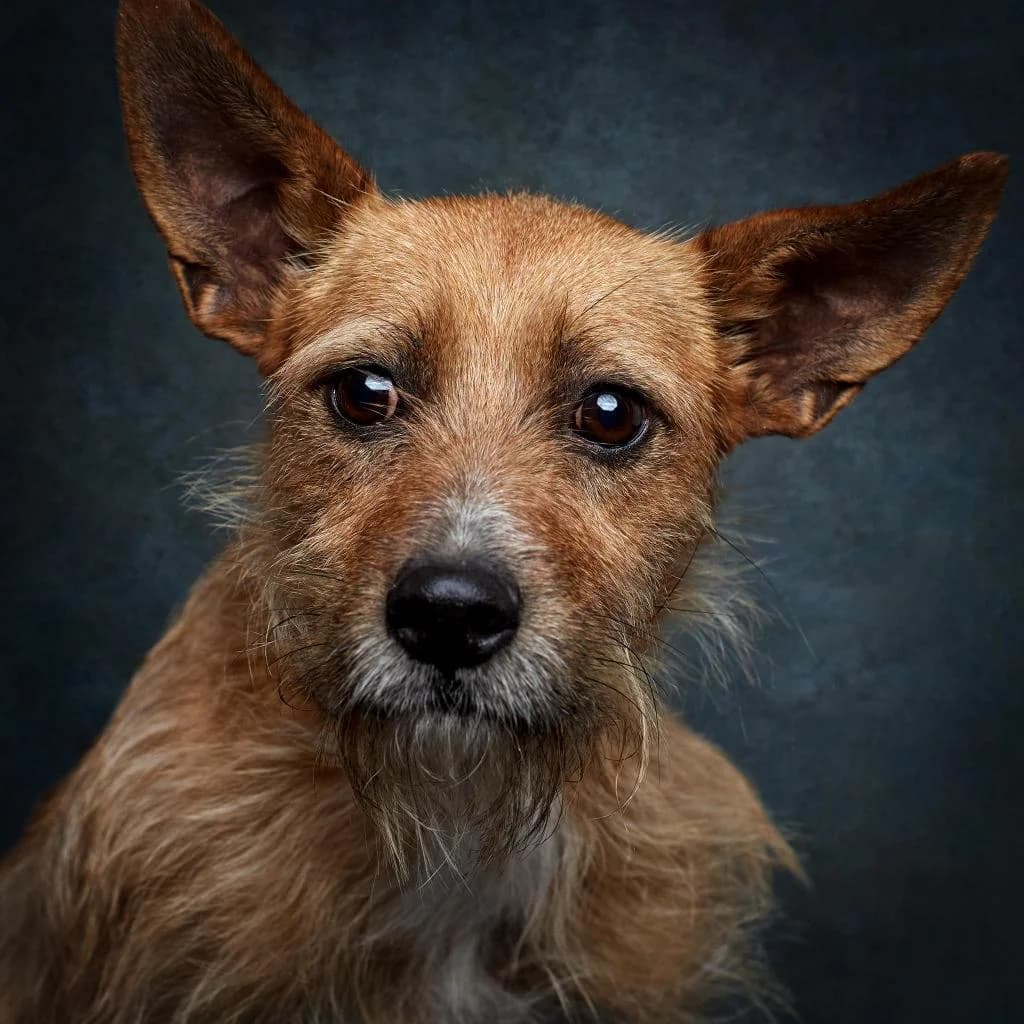 PETIFYC10768 photo 6