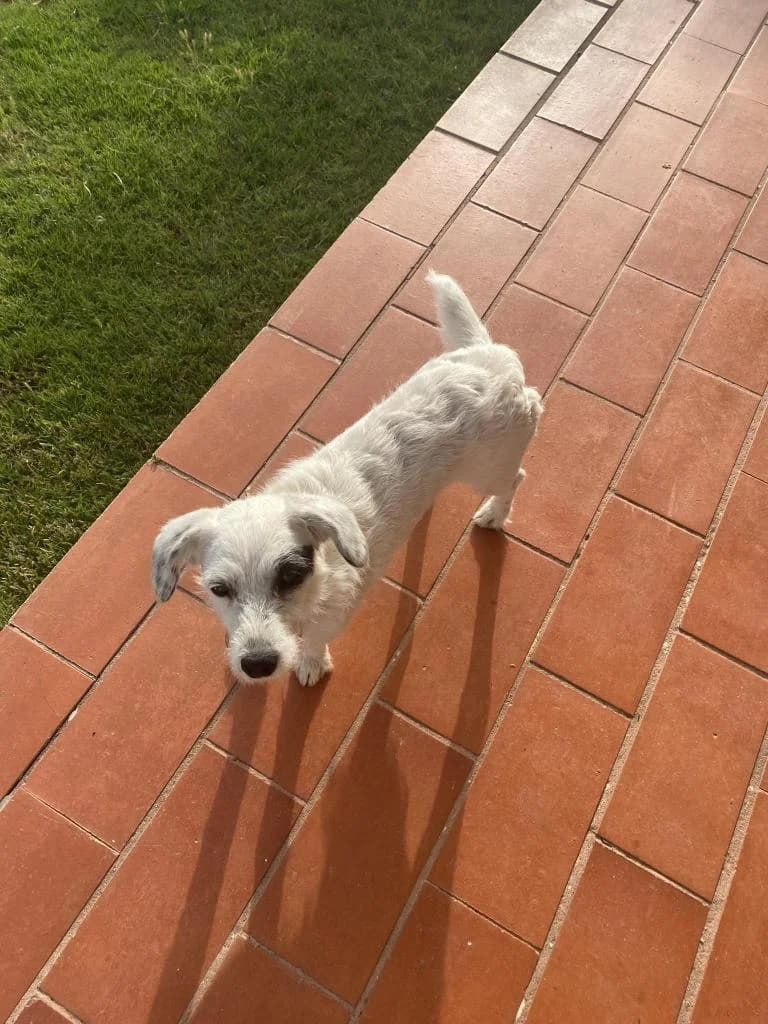 PETIFYC10768 photo 7