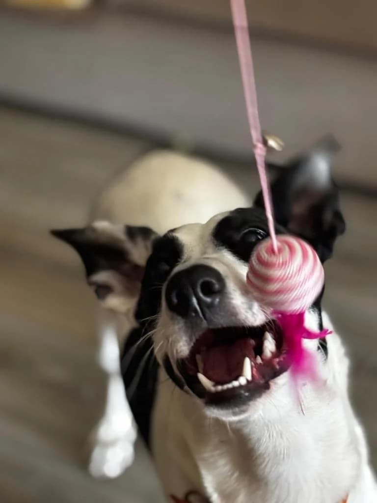 PETIFYC10809 photo 2