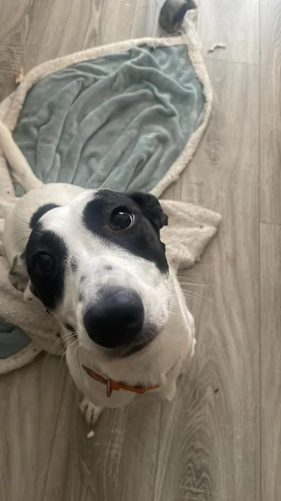 PETIFYC10809 photo 5