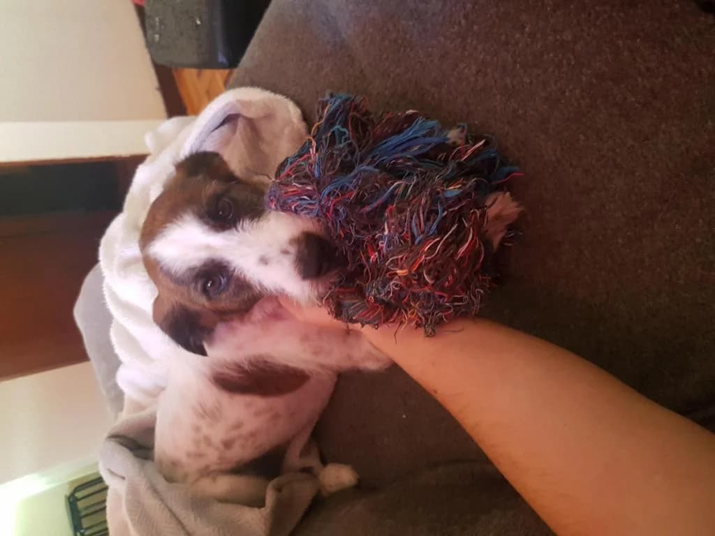 PETIFYC10810 photo 5