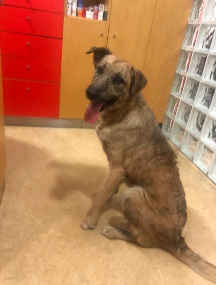 PETIFYC10810 photo 6