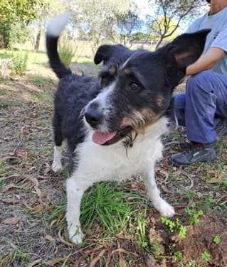 PETIFYC10819 photo 6