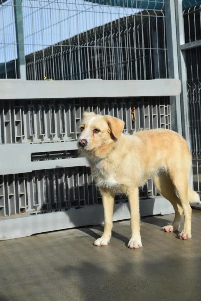 PETIFYC10823 photo 4