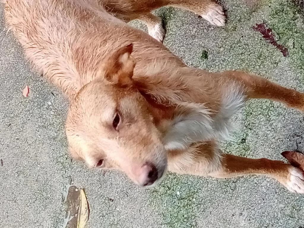 PETIFYC10823 photo 6