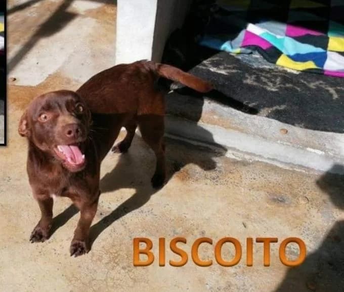 PETIFYC10823 photo 7