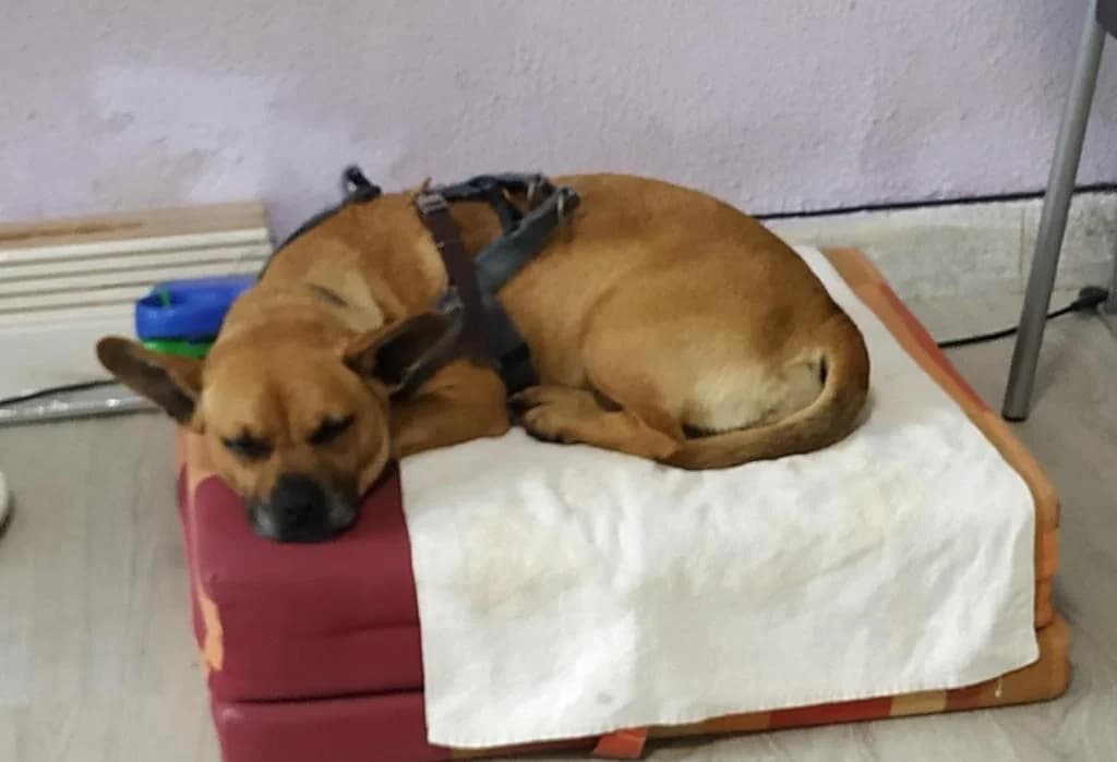 PETIFYC10824 photo 8