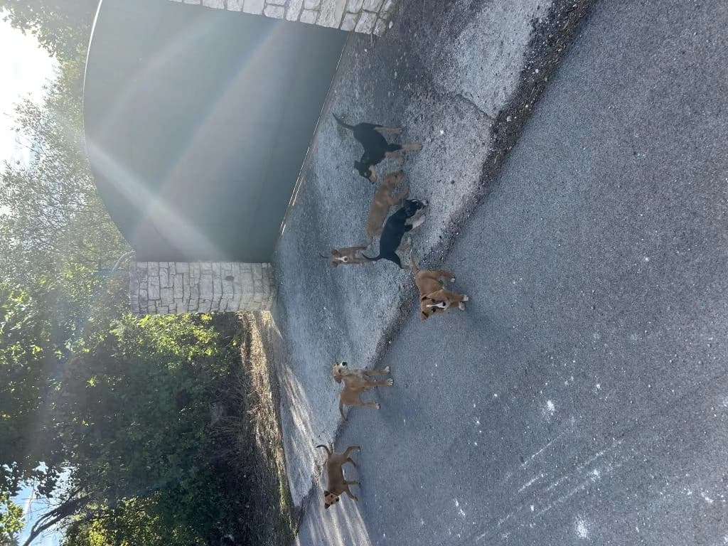 PETIFYC10825 photo 4