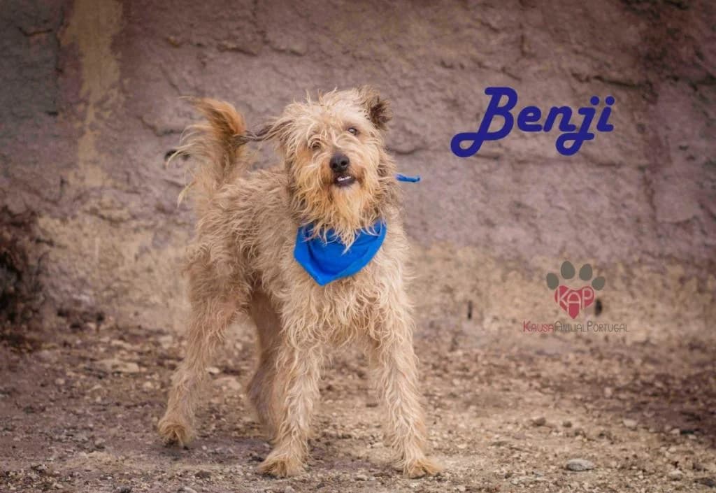 PETIFYC10825 photo 7