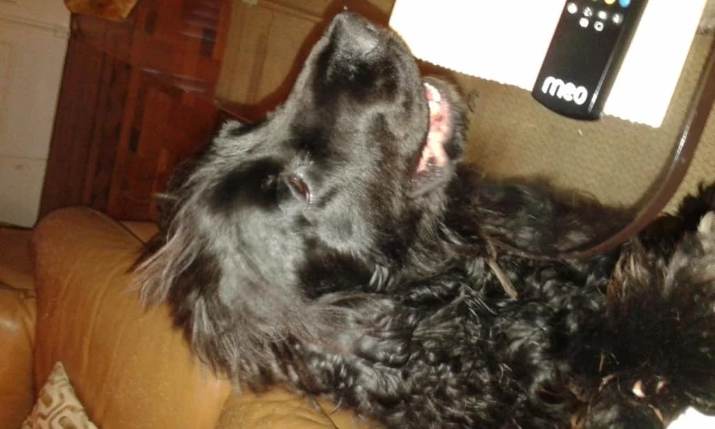 PETIFYC10825 photo 8