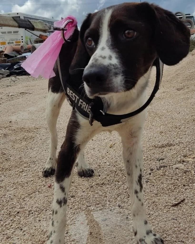 PETIFYC10826 photo 6