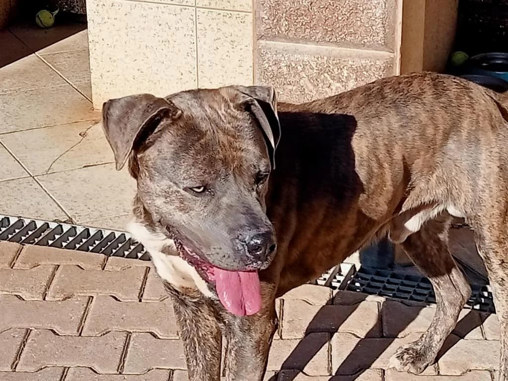 PETIFYC10829 photo 6