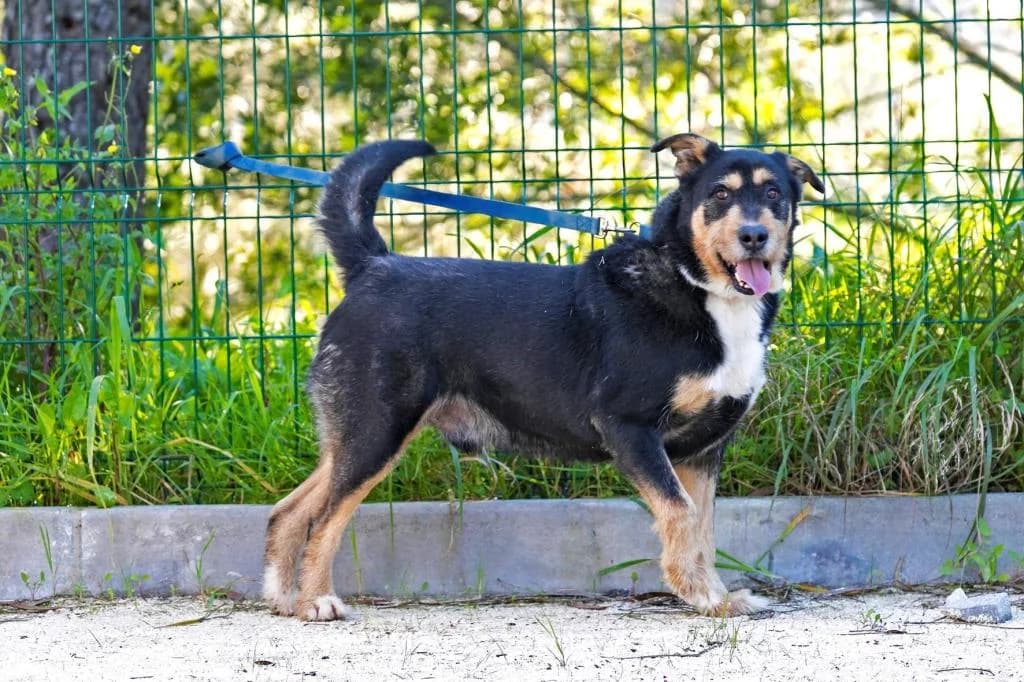 PETIFYC10829 photo 7