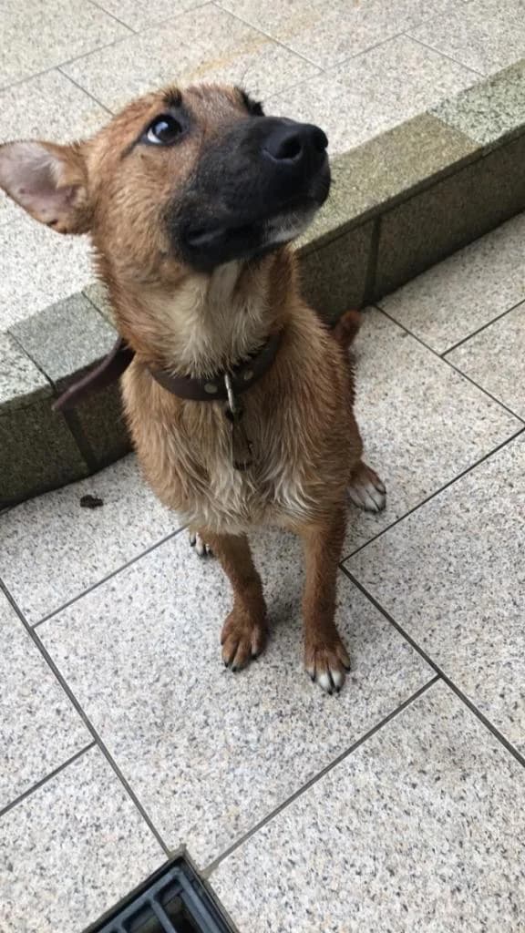 PETIFYC10829 photo 8