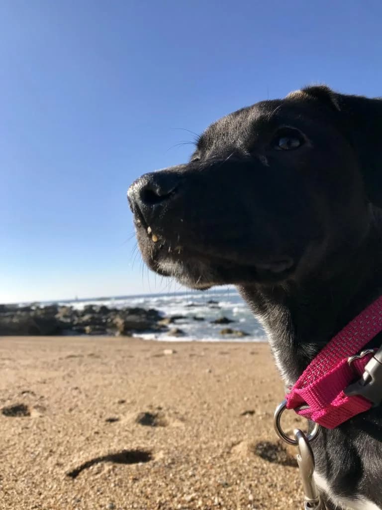 PETIFYC10830 photo 5