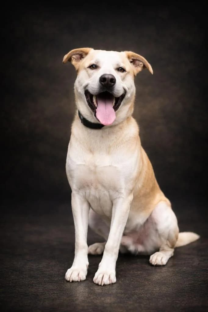 PETIFYC10830 photo 6