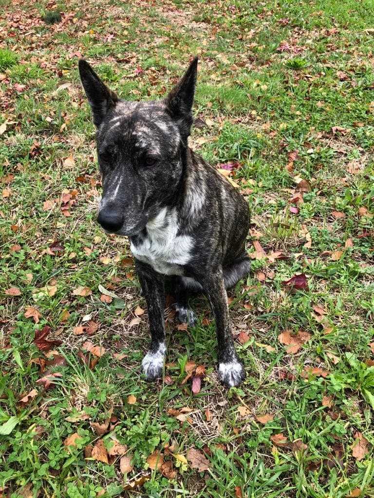 PETIFYC10831 photo 4