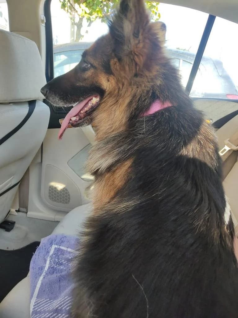 PETIFYC10832 photo 3