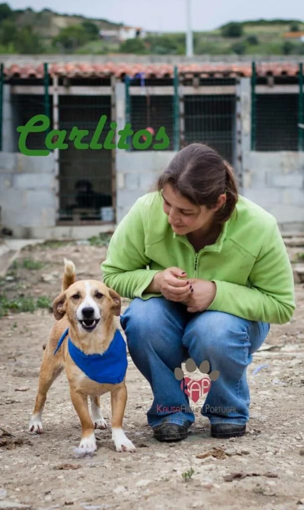 PETIFYC10840 photo 4