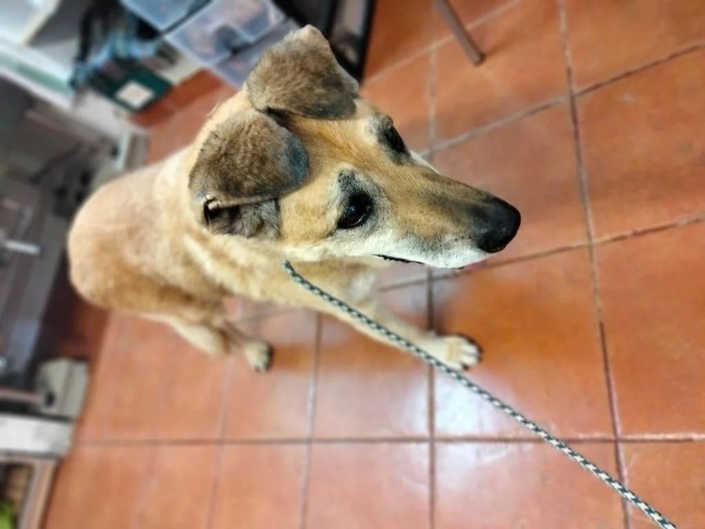 PETIFYC10847 photo 4