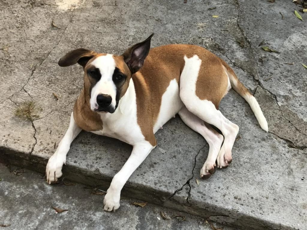 PETIFYC10847 photo 6