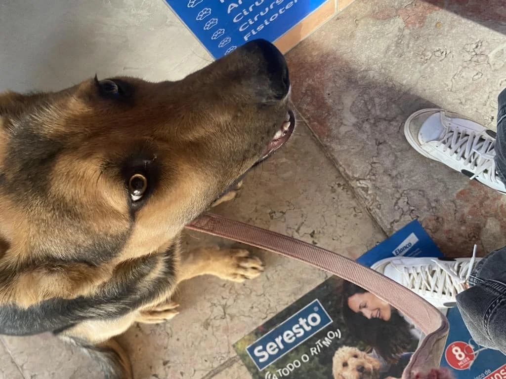 PETIFYC10869 photo 2