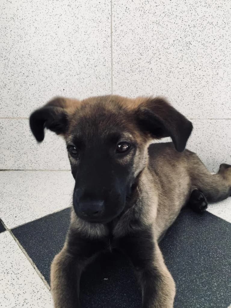 PETIFYC10869 photo 5