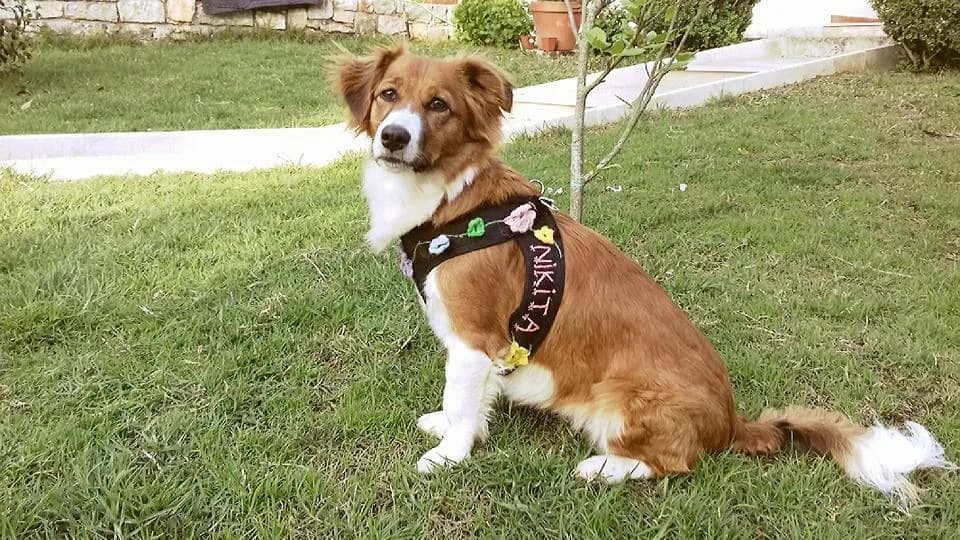 PETIFYC10869 photo 6