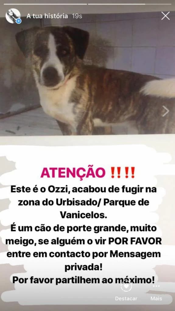 PETIFYC10869 photo 8