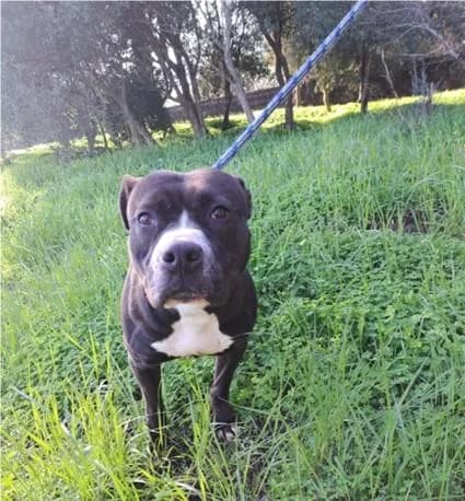 PETIFYC10887 photo 5