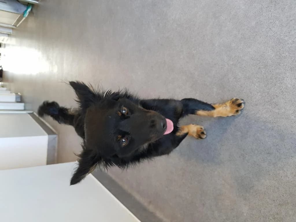 PETIFYC10887 photo 7