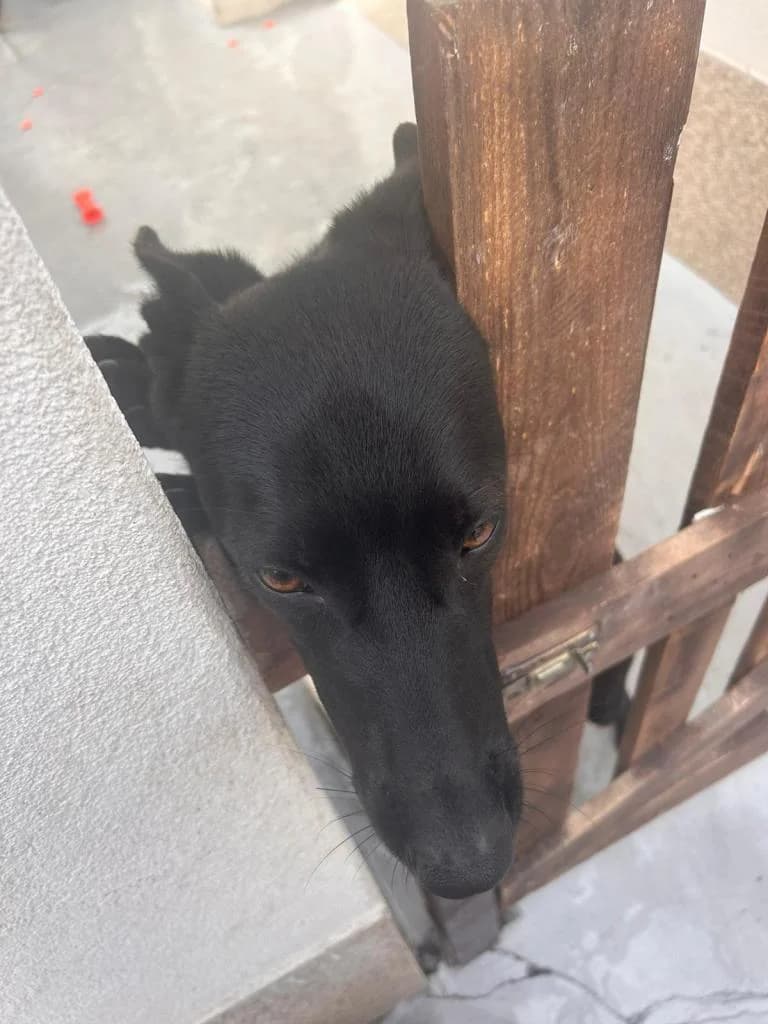 PETIFYC10902 photo 3