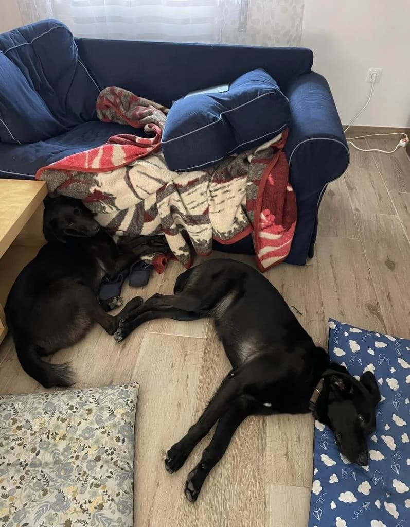 PETIFYC10902 photo 7