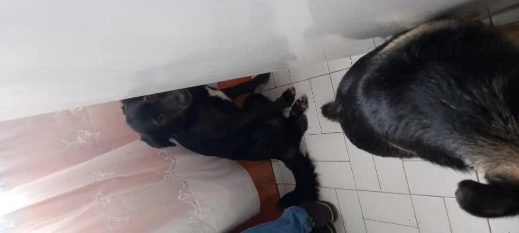 PETIFYC10902 photo 8