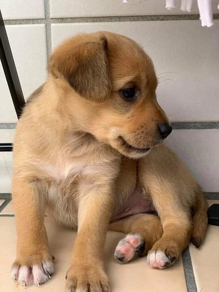 PETIFYC10905 photo 3