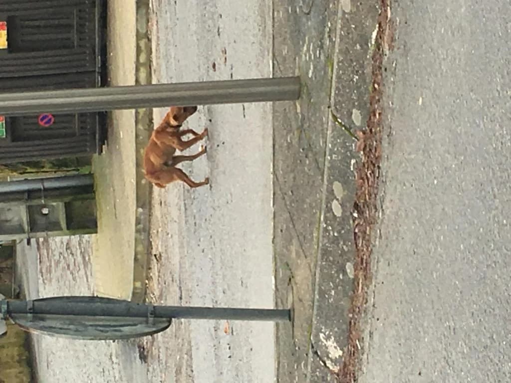 PETIFYC10905 photo 7