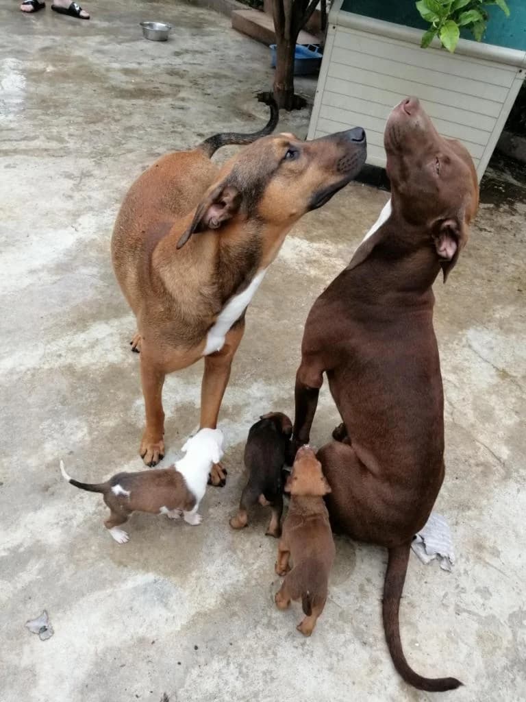 PETIFYC10908 photo 4