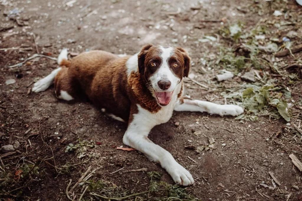 PETIFYC10908 photo 6