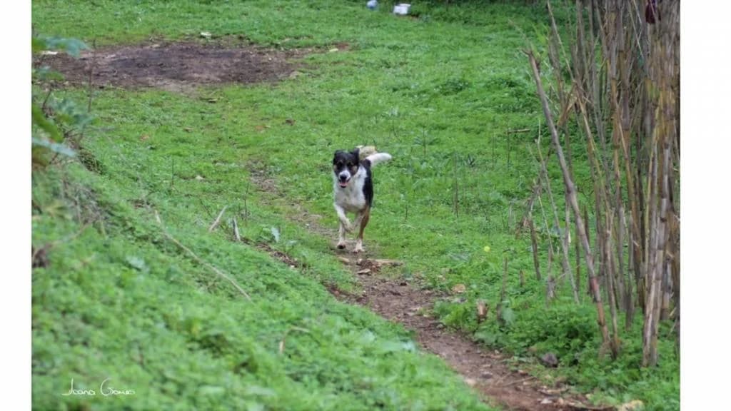 PETIFYC10909 photo 6