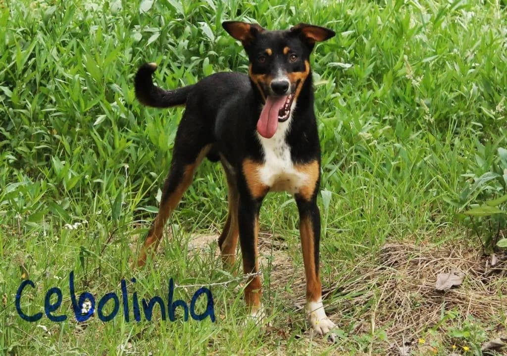 PETIFYC10909 photo 8