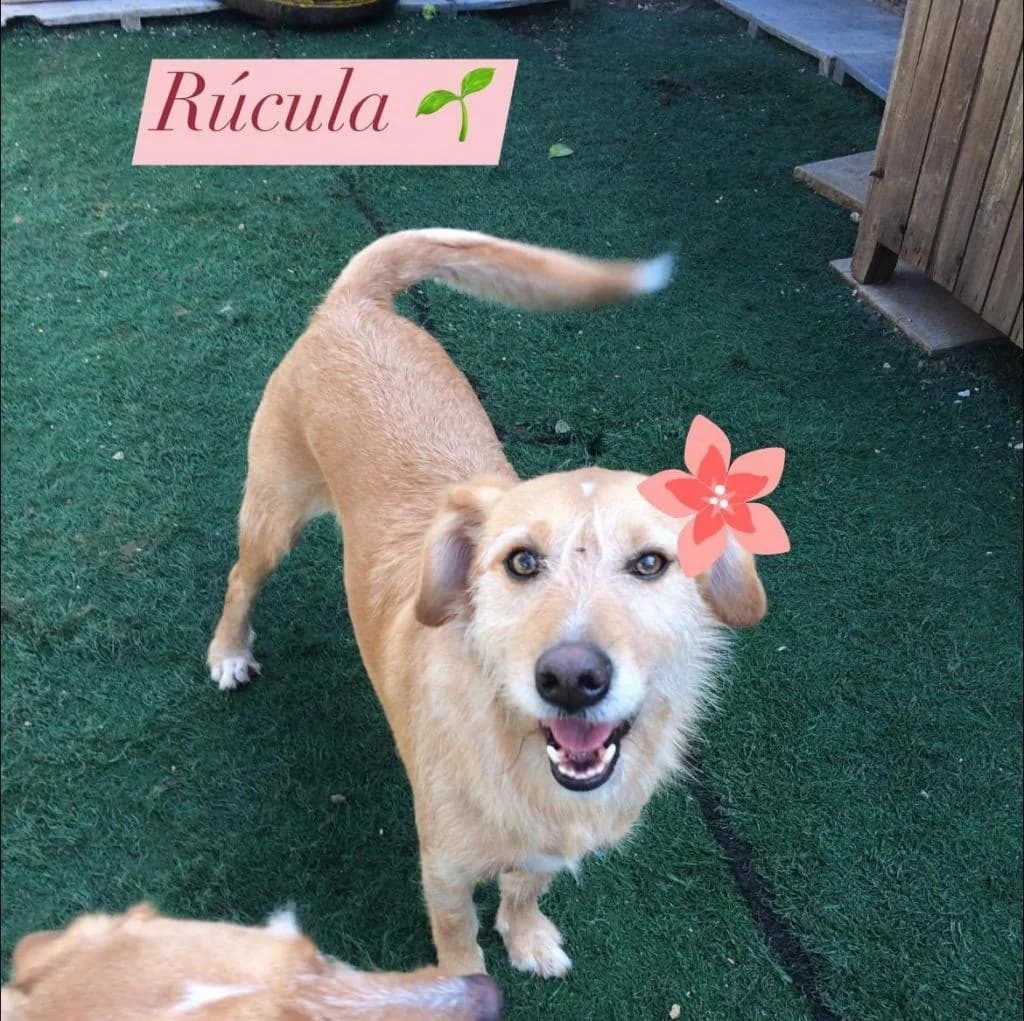 PETIFYC10923 photo 4