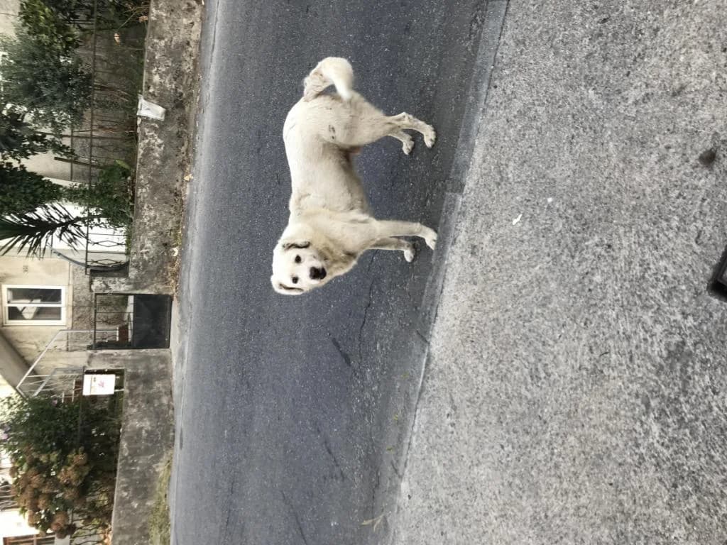 PETIFYC10923 photo 6