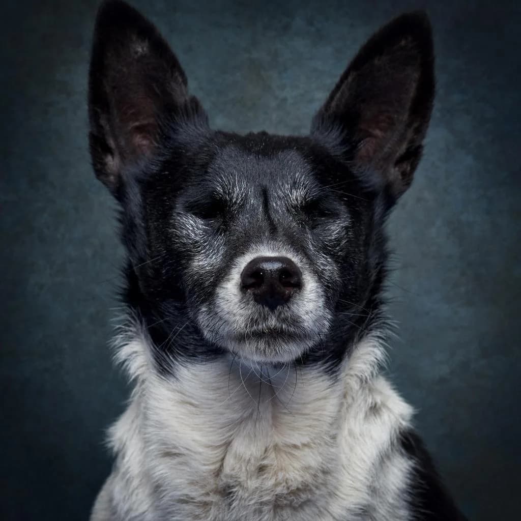 PETIFYC10923 photo 7