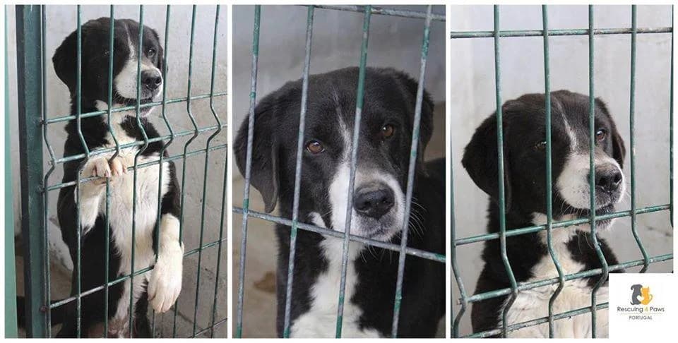 PETIFYC10924 photo 5