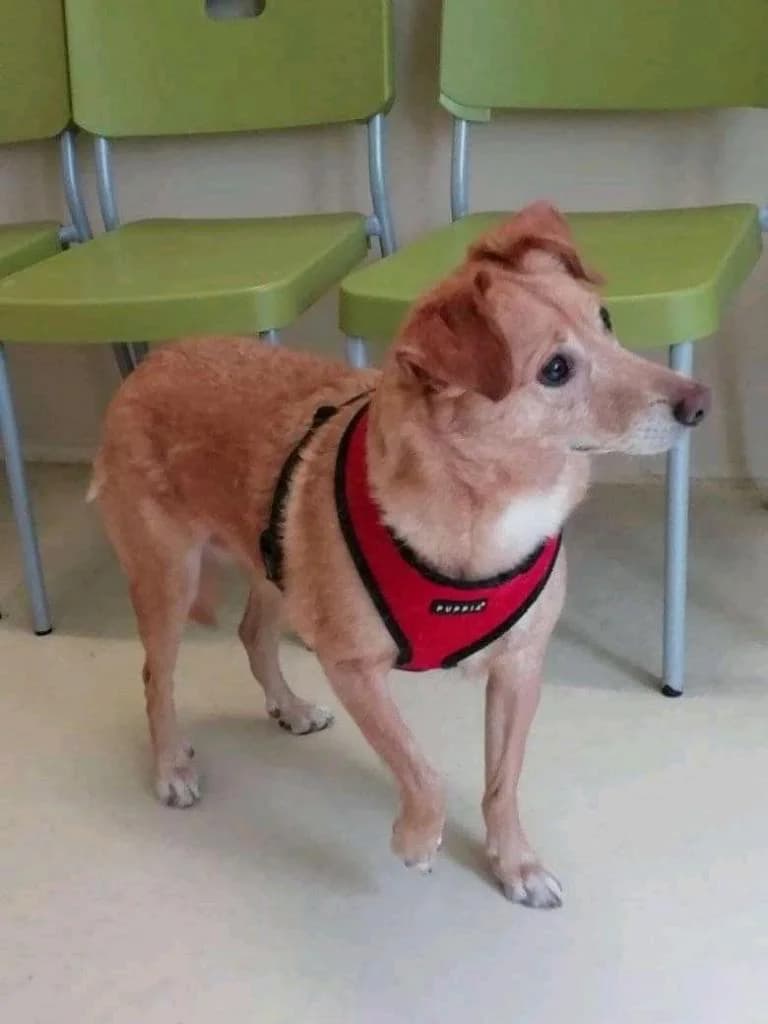 PETIFYC10924 photo 6