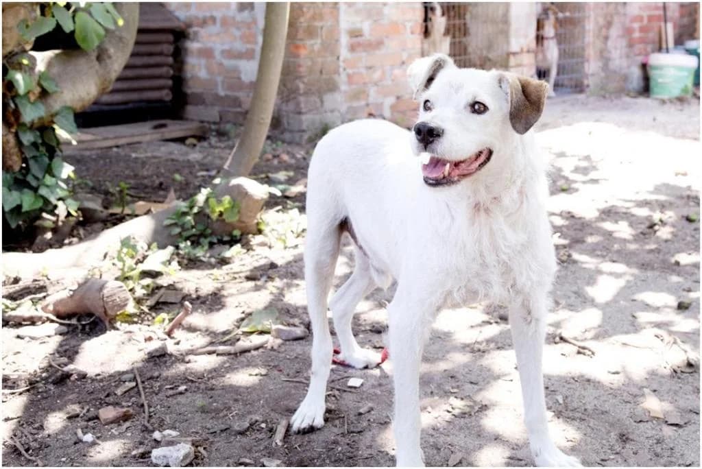 PETIFYC10924 photo 7