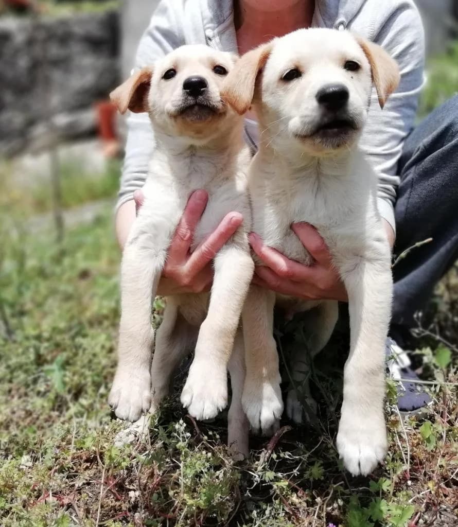 PETIFYC10924 photo 8