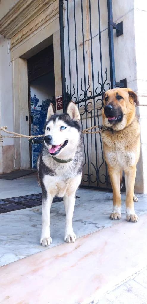 PETIFYC10935 photo 2