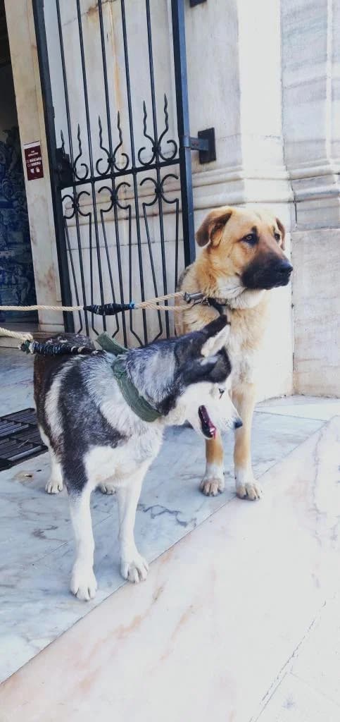 PETIFYC10935 photo 3